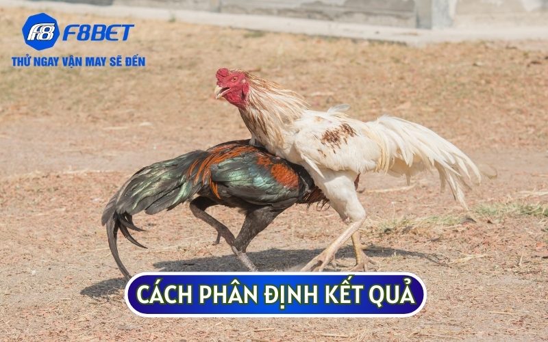 Một trận đấu đá gà sẽ có nhiều trường hợp xảy ra và sẽ có các quy định cụ thể