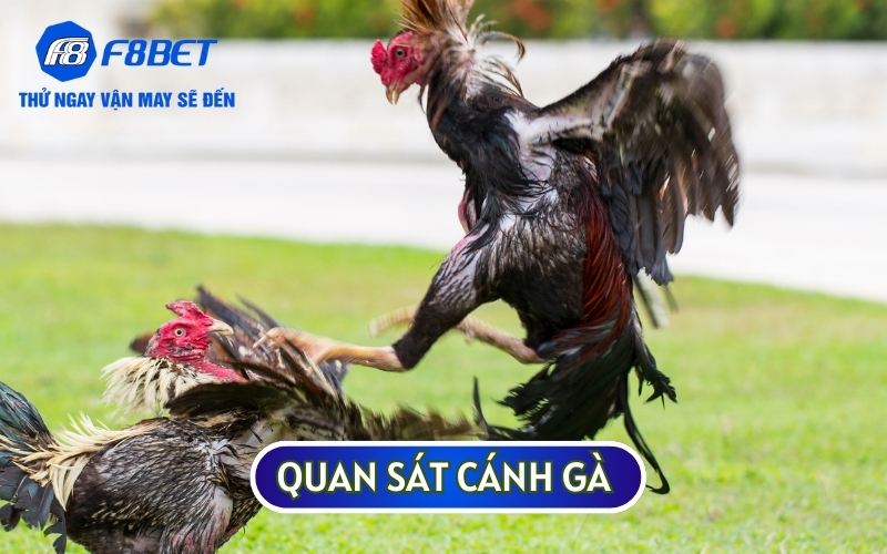 Cánh gà sải rộng và to là dấu hiệu nhận biết của một chiến kê sở hữu VẢY GÀ SONG CÚC tài ba